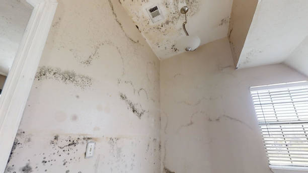 Best Attic Mold Removal  in Clanton, AL
