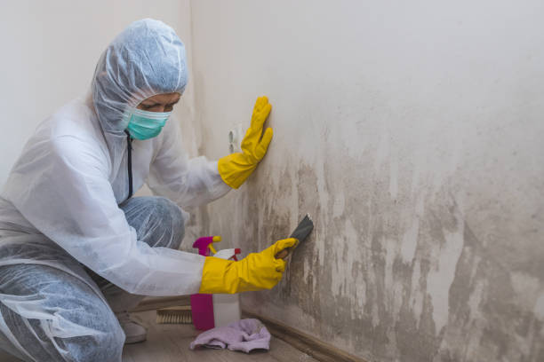 Best Real Estate Mold Inspection  in Clanton, AL