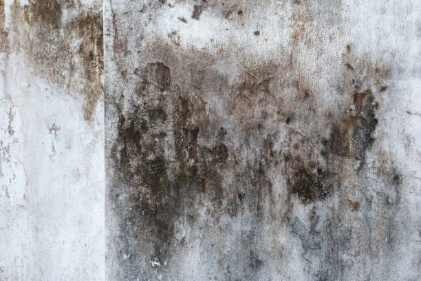 Mold Odor Removal Services in Clanton, AL